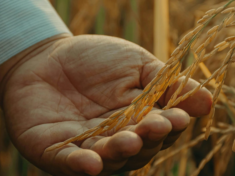Trabajo agronómico Biosfera Paraguay